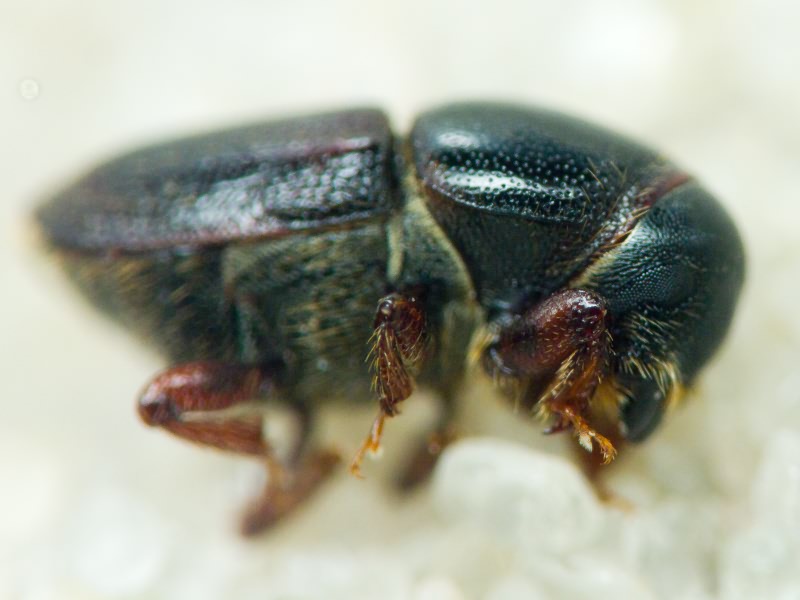 Scolytinae Latreille, 1804